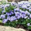 Ageratum Seeds (Dwarf) - Blue Mink -Garden Bounty ageratum blue mink shk 1