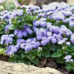 Front Page 28 Ageratum Seeds (Dwarf) - Blue Mink