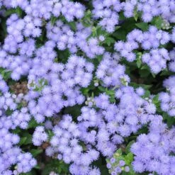 Front Page -Garden Bounty ageratum blue mink shk 2