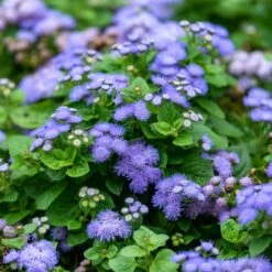 Ageratum Seeds (Dwarf) - Blue Mink -Garden Bounty ageratum blue mink shk 3