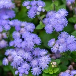 Ageratum Seeds (Dwarf) - Blue Mink -Garden Bounty ageratum blue mink shk 4