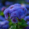 Ageratum Seeds - Dondo Blue -Garden Bounty ageratum dondo blue 1 59a088d3 2609 463d a000 552c6735d996