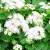 Ageratum Seeds - Dondo White 1 Ageratum Seeds - Dondo White -Garden Bounty ageratum dondo white shk 1 cfc176a0 2d52 4290 8ad7 8c14a6d6ecc1