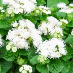 Front Page 24 Ageratum Seeds - Dondo White