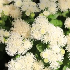 Front Page -Garden Bounty ageratum dondo white shk 2