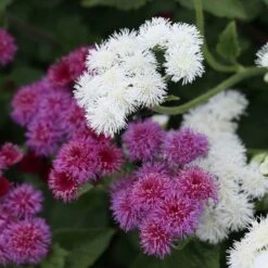 Ageratum Seeds - Red Flint -Garden Bounty ageratum red flint shk 4