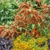 Amaranthus Seeds - Hot Biscuits -Garden Bounty amaranthus hot biscuits noa 1