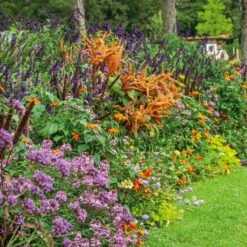Front Page -Garden Bounty amaranthus hot biscuits noa 2