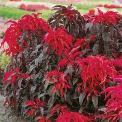 Amaranthus Seeds - Joseph's Coat Early Splendor -Garden Bounty amaranthus josephs coat early splendor noa 4