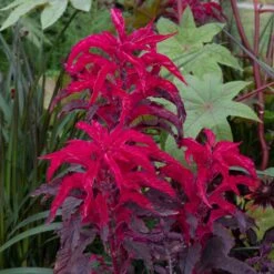 Front Page 17 Amaranthus Seeds - Joseph's Coat Early Splendor