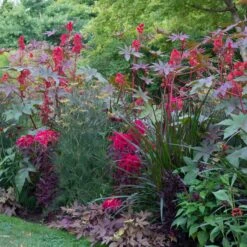 Front Page -Garden Bounty amaranthus josephs coat early splendor shk 2