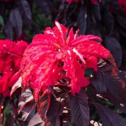 Amaranthus Seeds - Joseph's Coat Early Splendor -Garden Bounty amaranthus josephs coat early splendor shk 3