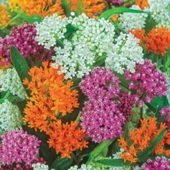 Asclepias Seeds - Mix