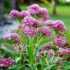 Swamp Milkweed Seeds - Carmine -Garden Bounty asclepias swamp milkweed carmine 1
