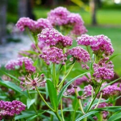 Swamp Milkweed Seeds - Carmine