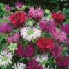 Bee Balm Seeds - Mix 1 Bee Balm Seeds - Mix -Garden Bounty bee balm mix noa 1