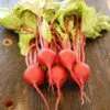 Beet Seeds - Early Wonder 1 Beet Seeds - Early Wonder -Garden Bounty beet early wonder 1