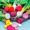 Beet Seeds - Rainbow Mix 2 Beet Seeds - Rainbow Mix -Garden Bounty beet rainbow mix 1