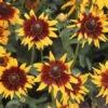 Black Eyed Susan Seeds - Autumn Forest -Garden Bounty black eyed susan autumn forest 1