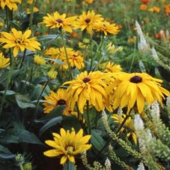 Black Eyed Susan Seeds - Double Golden Gloriosa