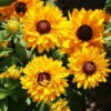 Black Eyed Susan Seeds - Goldilocks -Garden Bounty black eyed susan goldilocks 1