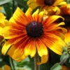 Black Eyed Susan Seeds - Marmalade -Garden Bounty black eyed susan marmalade 1