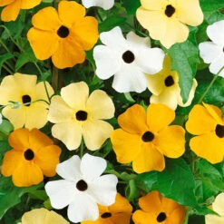Black Eyed Susan Seeds - Vine Mix