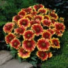 Blanket Flower Seeds - Dwarf Goblin -Garden Bounty blanket flower dwarf goblin 1