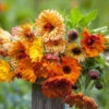 Calendula Seeds - Sunset Mix -Garden Bounty calendula sunset mix 1