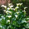 Calla Lily Bulbs - Aethiopica -Garden Bounty calla lily aethiopica shk 1