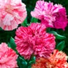 Carnation Seeds - Picotee Mix -Garden Bounty carnation picotee mix 1
