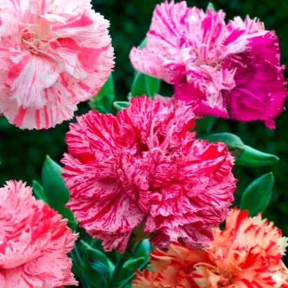 Carnation Seeds - Picotee Mix 3 Carnation Seeds - Picotee Mix
