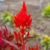 Celosia Seeds - Forest Fire