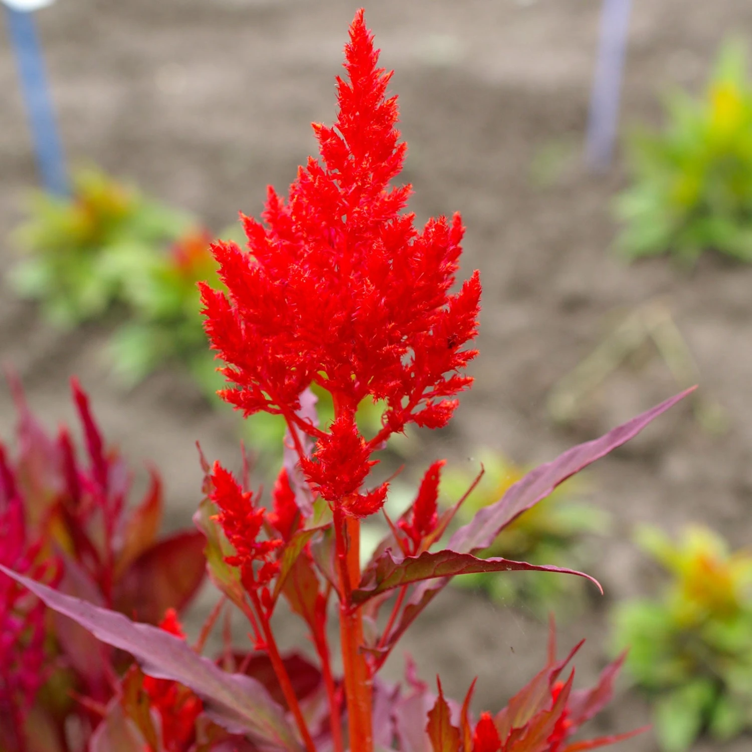 Celosia Seeds - Forest Fire 3 Celosia Seeds - Forest Fire