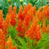 Celosia Seeds - Golden Plume -Garden Bounty celosia golden plume 1 bf8f577c 2ed8 4510 8d6e ab1f8a6f6942