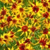 Coreopsis Seeds - Mardi Gras -Garden Bounty coreopsis mardi gras 1