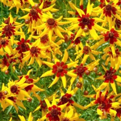 Coreopsis Seeds - Mardi Gras