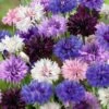 Cornflower / Bachelor Button Seeds - Tall Mix 2 Cornflower / Bachelor Button Seeds - Tall Mix -Garden Bounty cornflower tall mix noa 1 0a37d9cc bb32 47fb 966d 2a3bdab5956c