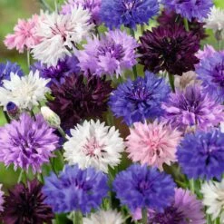 Cornflower / Bachelor Button Seeds - Tall Mix