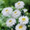 Daisy Seeds (Ox Eye) - Crazy Daisy -Garden Bounty daisy crazy daisy 1