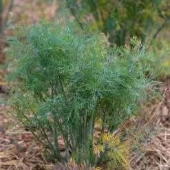 Dill Seeds - Compatto