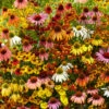 Echinacea Helenium Butterfly Attractor Mix 1 Echinacea Helenium Butterfly Attractor Mix -Garden Bounty echinacea helenium mix 1