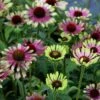 Echinacea Roots - Green Twister -Garden Bounty echinancea roots green twister 2