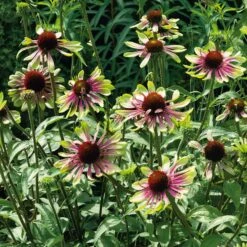 Echinacea Roots - Green Twister -Garden Bounty echinancea roots green twister noa 4