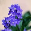 Forget Me Not Seeds - Indigo Blue 1 Forget Me Not Seeds - Indigo Blue -Garden Bounty forget me not indigo blue 1
