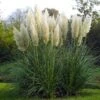 Grass Seeds - Pampas Plume White -Garden Bounty grass pampas plume white vis 1