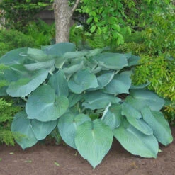 Hosta Roots - Giant Jurassic Park