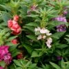 Impatiens Seeds - Bush Mixed -Garden Bounty impatiens bush mix 1