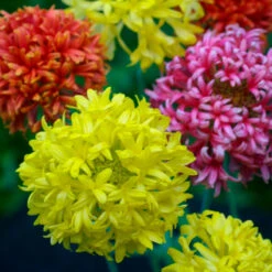 Indian Blanket Seeds - Double Mix