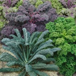 Kale Seeds - Garden Blend